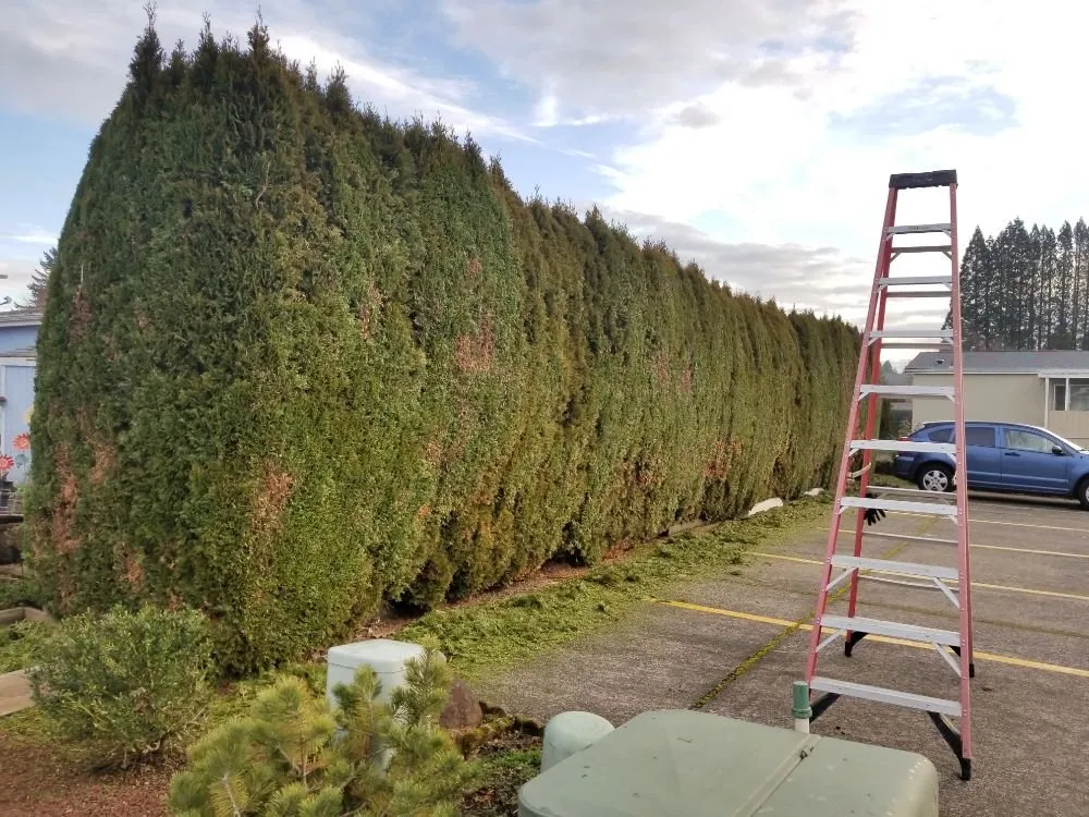 Expert yard cleanup service experts serving Keizer, OR - Royal Garden Lawn Maintenance