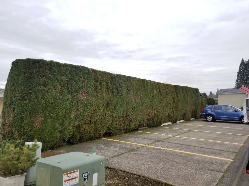 Trusted lawn care service in Keizer, OR by Royal Garden Lawn Maintenance