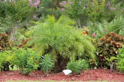 Affordable yard maintenance with custom design in Fort Pierce, FL by Royal Green Landscape & Pest Mgmt