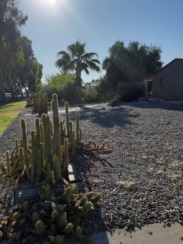 Professional yard cleanup service experts serving Mesa, AZ - Royal Green Landscape