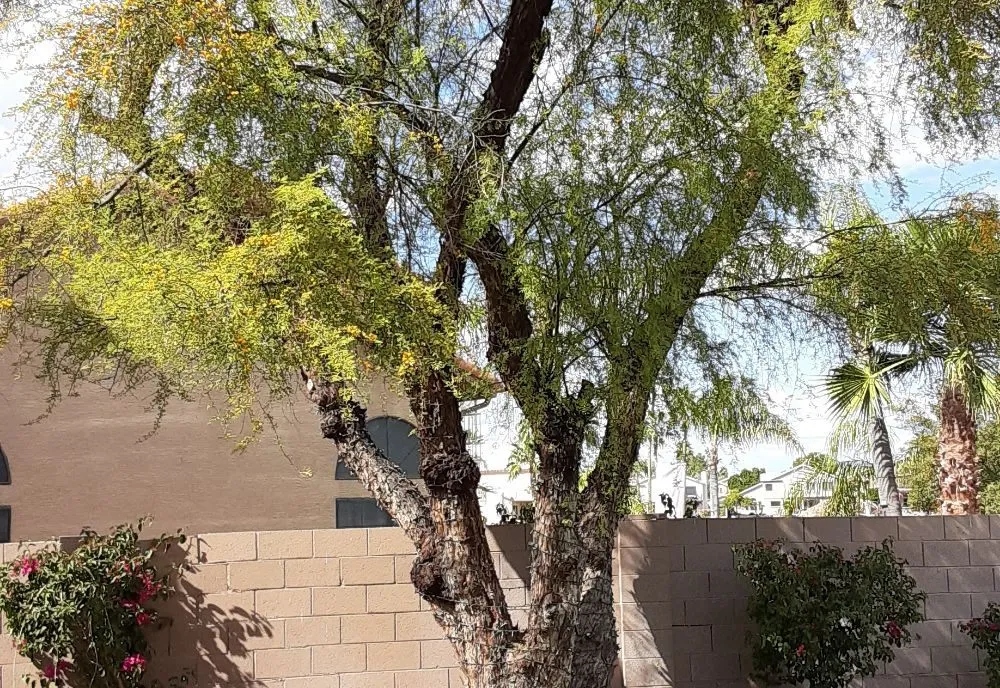 Expert landscape installation in Mesa, AZ - Royal Green Landscape