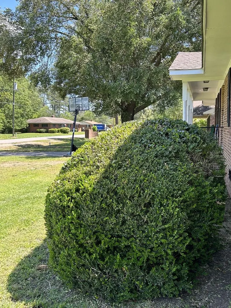 Trusted yard cleanup service in Raeford, NC - Royal green landscaping and lawn care