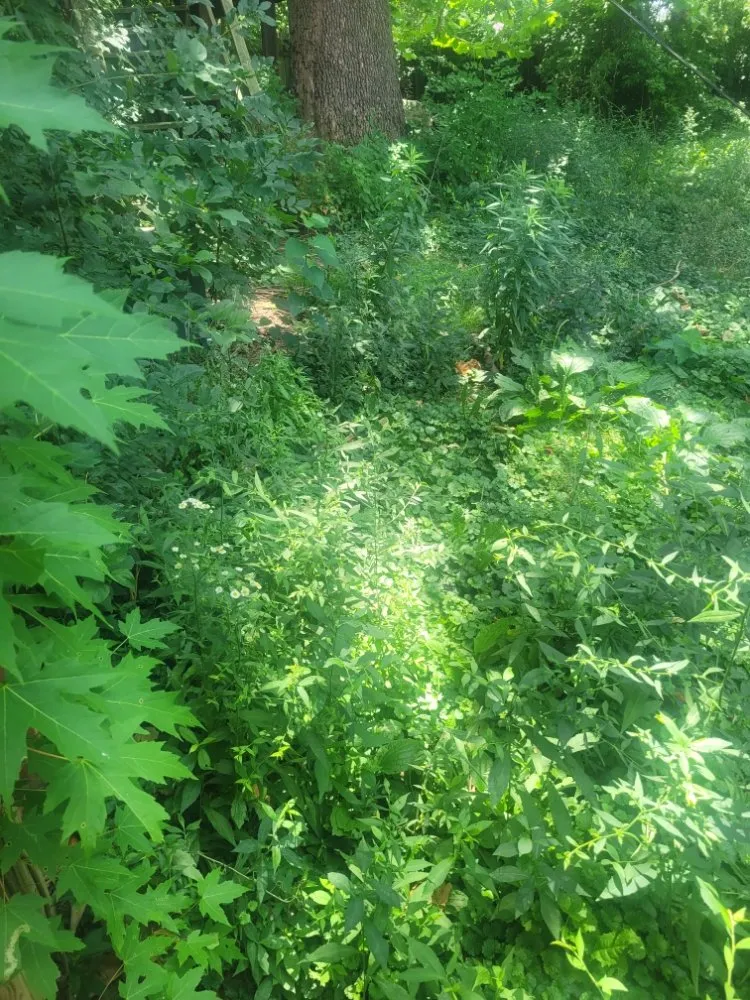 Local landscape design in West Peoria, IL - Royal Green