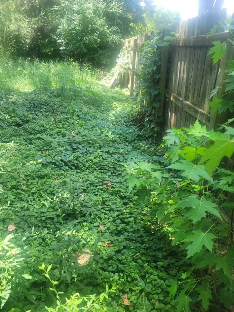 Affordable lawn care service experts serving West Peoria, IL - Royal Green