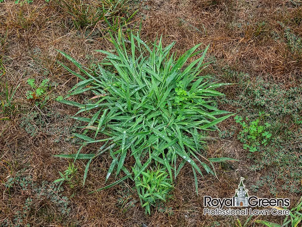 Professional landscape installation with custom design in Frederick, MD by Royal Greens