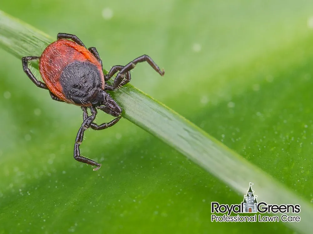 Expert landscape installation in Frederick, MD by Royal Greens