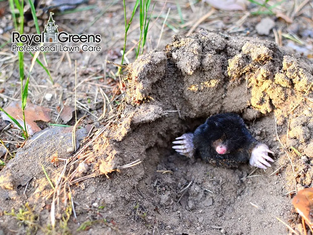 Affordable residential landscaping in Frederick, MD - Royal Greens