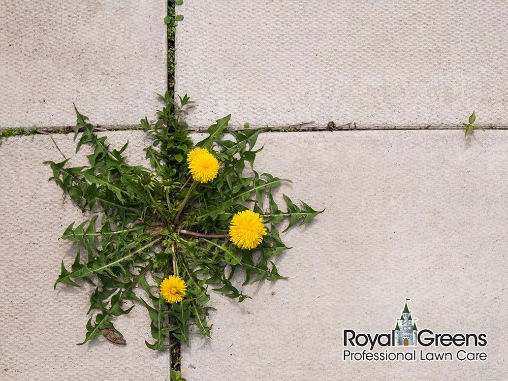 Affordable landscape design in Frederick, MD - Royal Greens