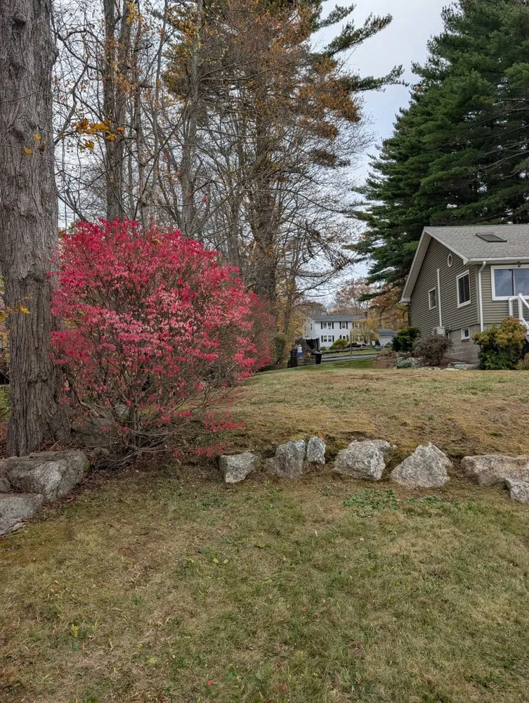 Expert yard cleanup service experts serving Grafton, MA - Royal Greens