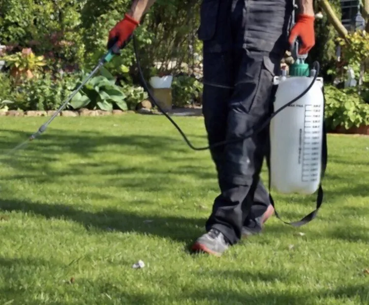 Affordable landscaping services in Dallas, TX - Royal Labor Lawn Care