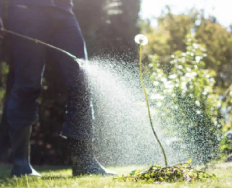 Professional landscape installation in Dallas, TX - Royal Labor Lawn Care