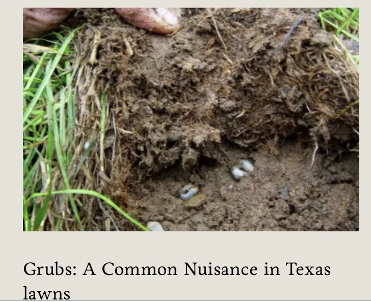 Trusted outdoor landscaping near you in Dallas, TX by Royal Labor Lawn Care