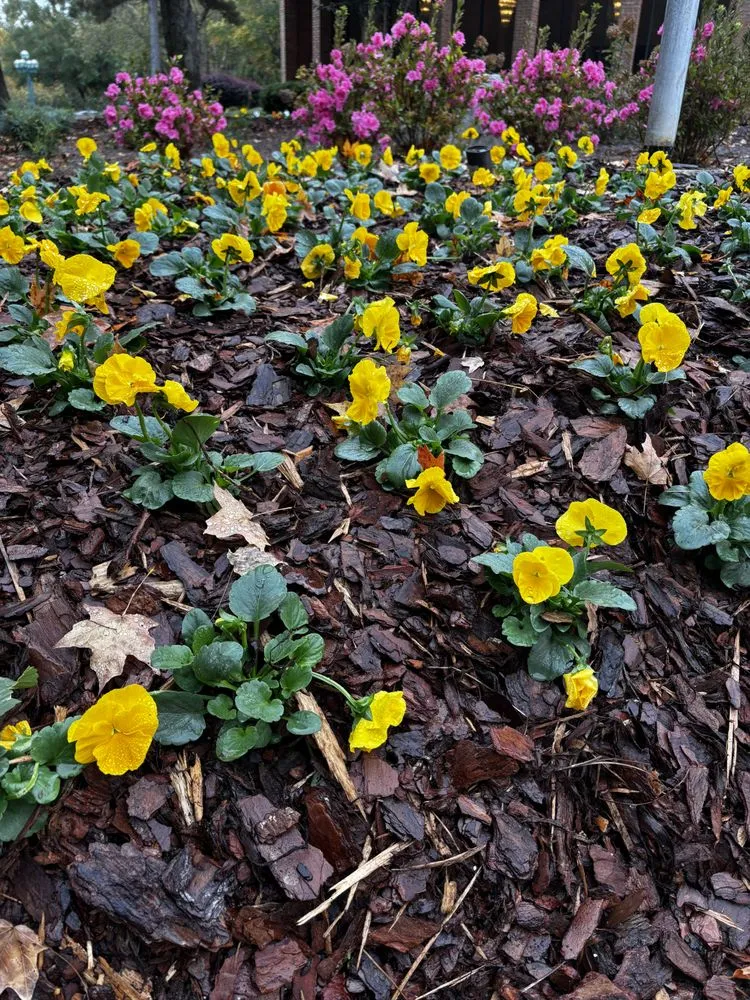 Trusted yard maintenance experts serving Snellville, GA - Royal Landscape Group