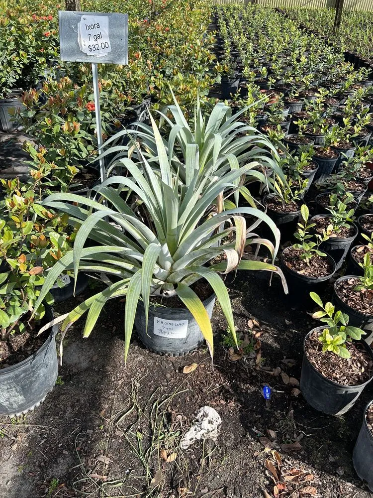 Local yard maintenance in Gotha, FL - Royal Landscape Nursery