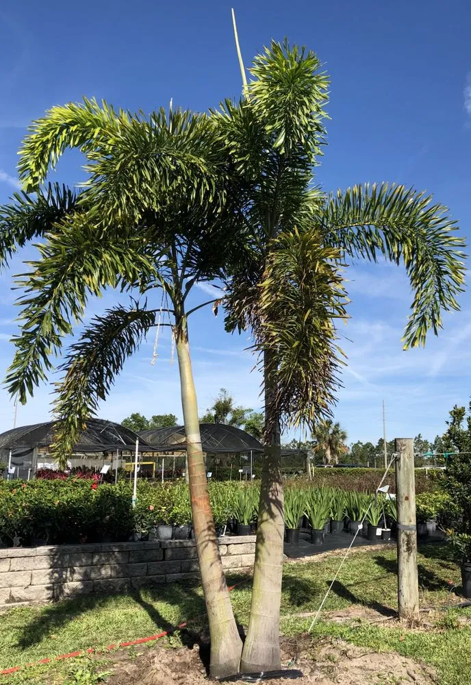 Reliable landscape design for residential properties in Gotha, FL by Royal Landscape Nursery