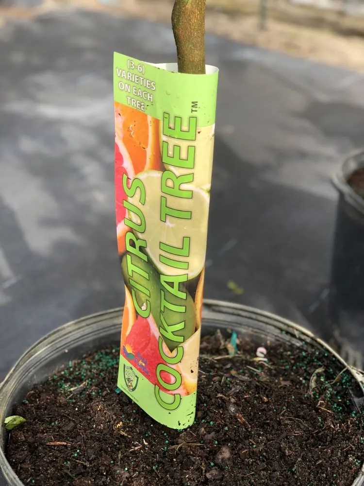 Custom residential landscaping for outdoor upgrades across Gotha, FL - Royal Landscape Nursery