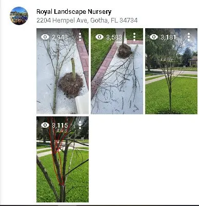 Reliable landscaping services experts serving Gotha, FL - Royal Landscape Nursery