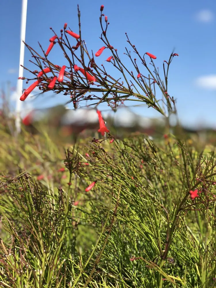 Affordable residential landscaping in Gotha, FL - Royal Landscape Nursery