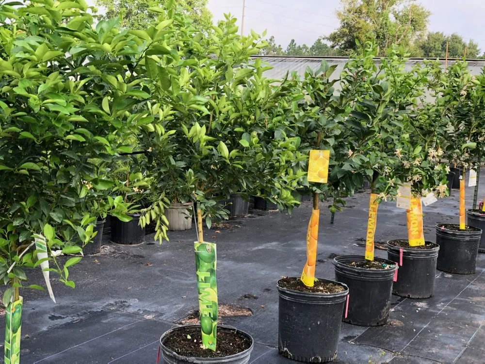 Trusted yard maintenance in Gotha, FL by Royal Landscape Nursery