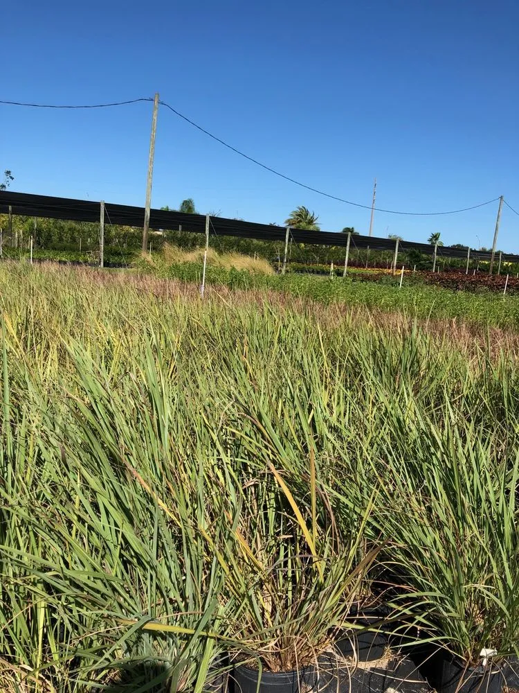 Custom outdoor landscaping in Gotha, FL - Royal Landscape Nursery