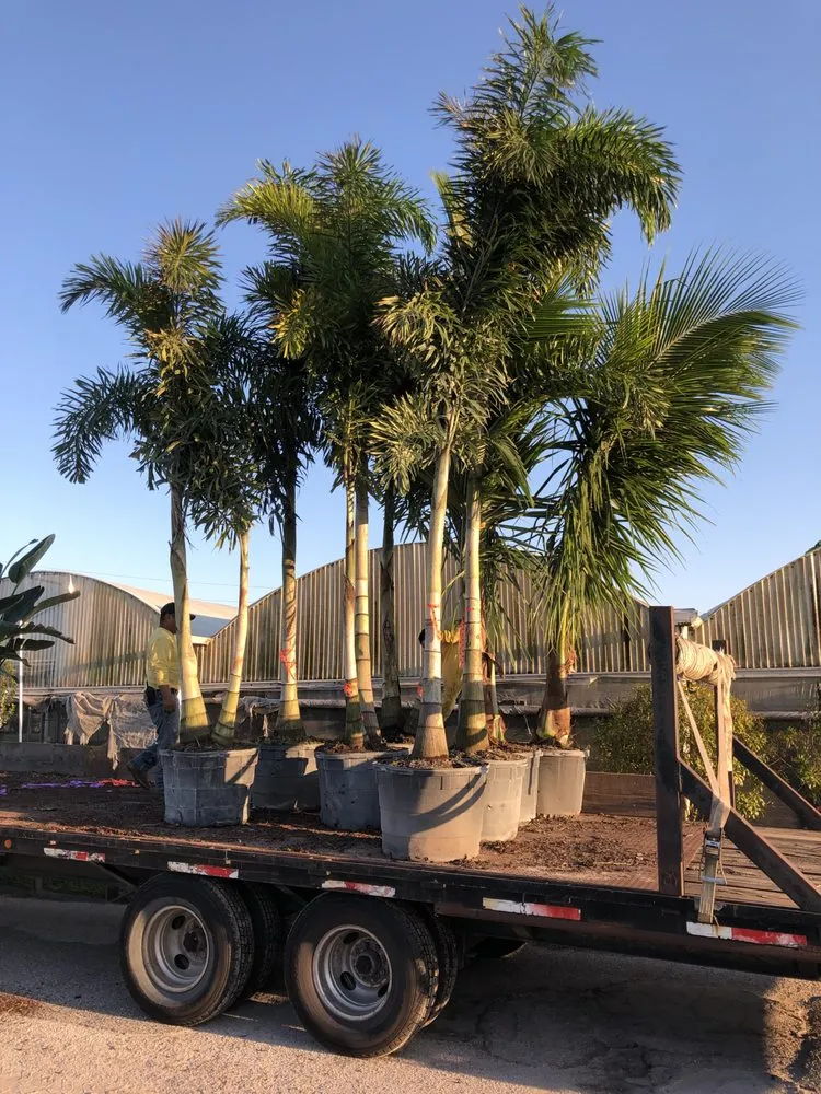 Trusted outdoor landscaping experts serving Gotha, FL - Royal Landscape Nursery