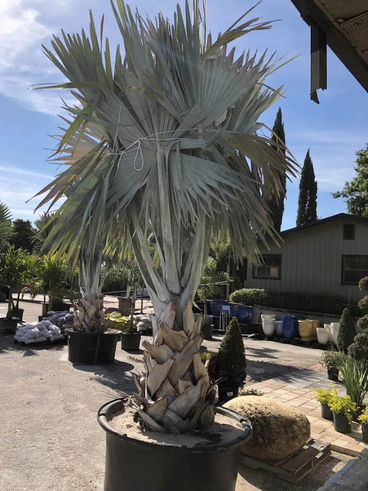 Professional lawn care service for homes in Gotha, FL by Royal Landscape Nursery