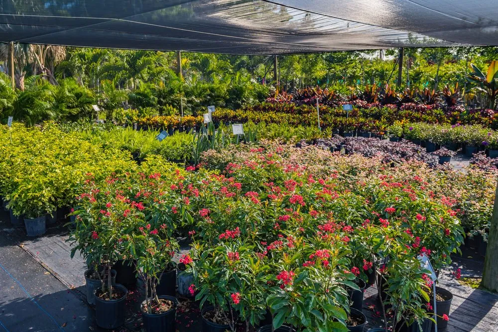 Reliable residential landscaping experts serving Gotha, FL - Royal Landscape Nursery