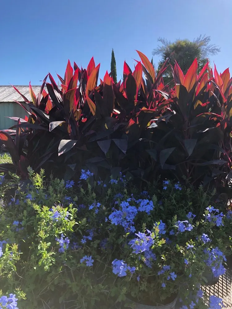 Professional lawn mowing service in Gotha, FL - Royal Landscape Nursery