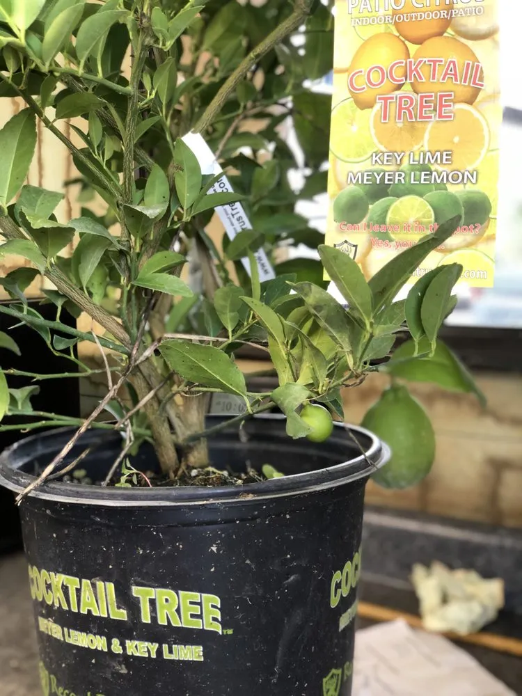 Affordable landscaping services in Gotha, FL - Royal Landscape Nursery