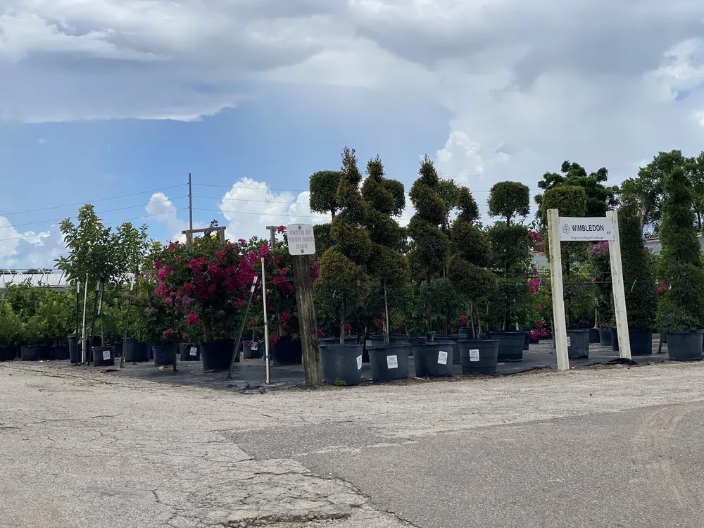 Professional yard cleanup service in Gotha, FL by Royal Landscape Nursery