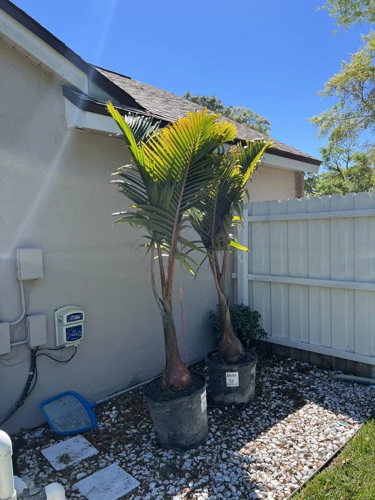 Professional yard cleanup service in Gotha, FL - Royal Landscape Nursery