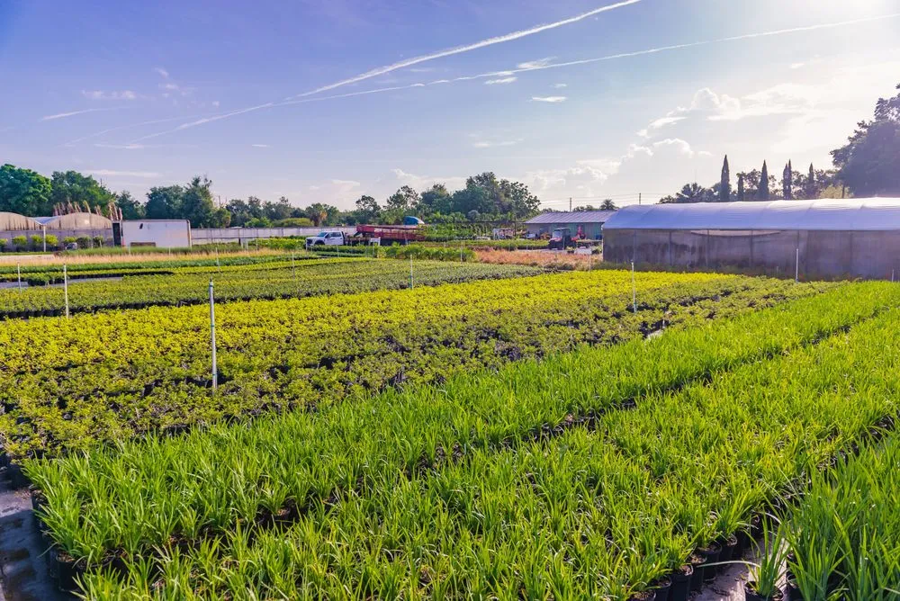 Affordable outdoor landscaping near you in Gotha, FL by Royal Landscape Nursery