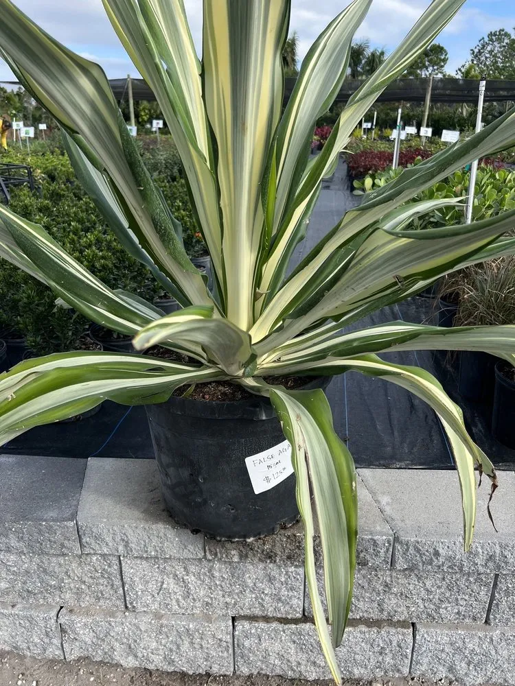 Top-rated residential landscaping near you across Gotha, FL - Royal Landscape Nursery