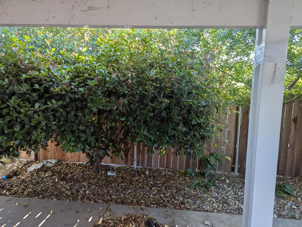 Custom yard maintenance in East Palo Alto, CA - Royal Landscaping