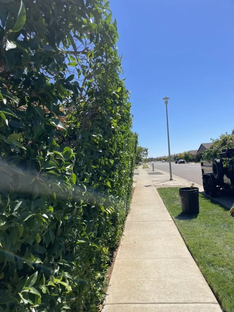 Reliable lawn care service for year-round maintenance across Sacramento, CA - Royal Landscaping