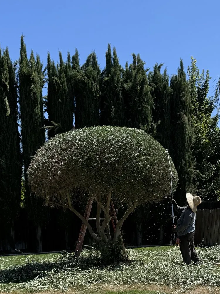 Professional residential landscaping experts serving Fresno, CA - Royal Lawn Care