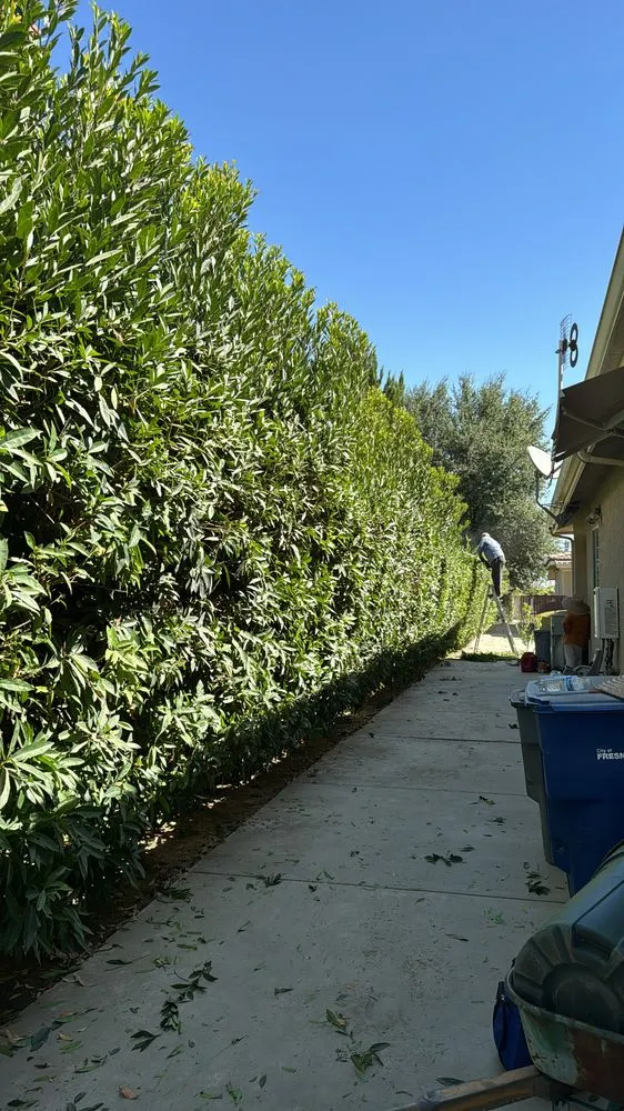 Expert lawn care service for outdoor upgrades across Fresno, CA - Royal Lawn Care