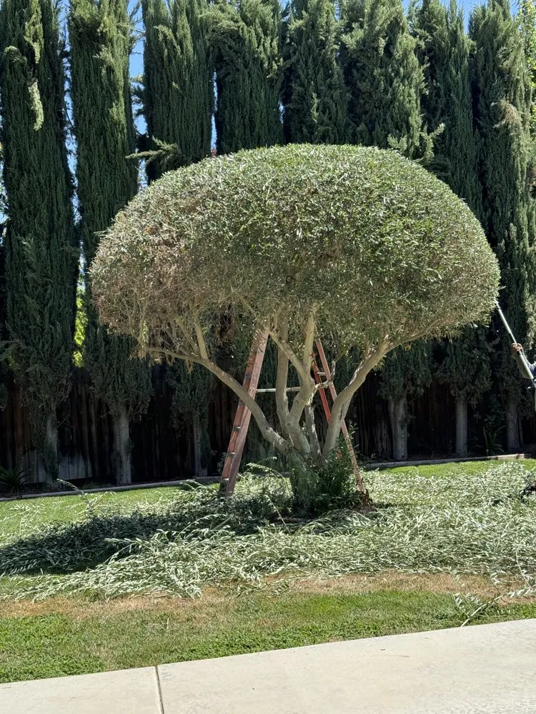 Custom lawn care service in Fresno, CA - Royal Lawn Care