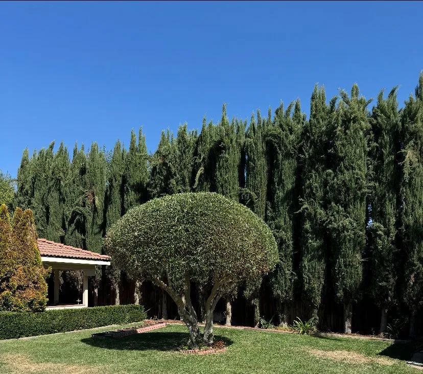 Trusted landscaping services in Fresno, CA - Royal Lawn Care