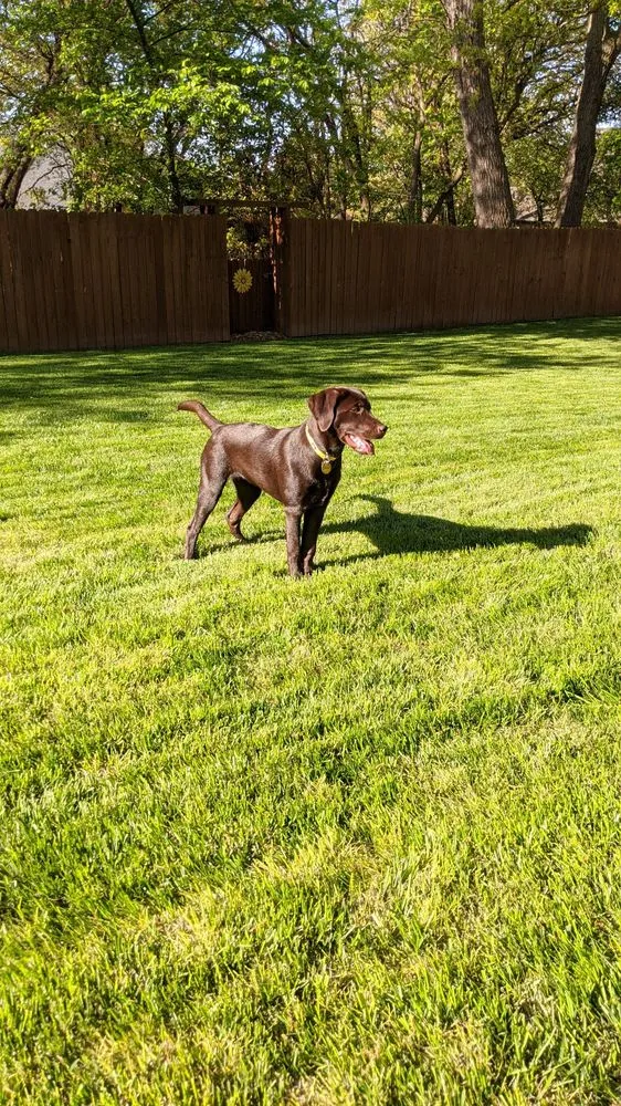 Affordable landscaping services in Cape Girardeau, MO by Royal Lawns Landscape Management