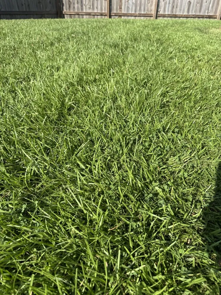 Affordable residential landscaping in Madisonville, LA by Royal Magnolia Landscaping
