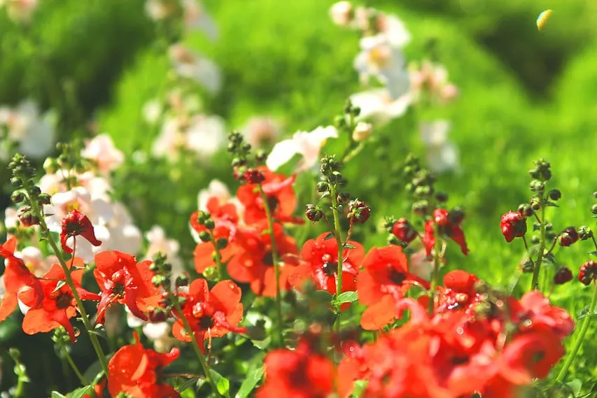 Professional yard cleanup service for outdoor upgrades in City of Industry, CA by Royal Maintenance Landscape & Design