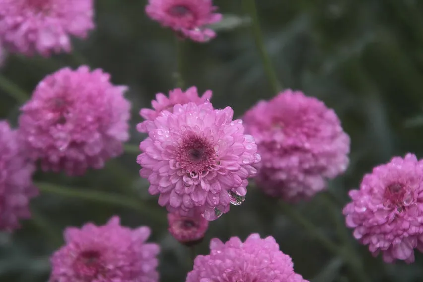 Custom landscape design for year-round maintenance across City of Industry, CA - Royal Maintenance Landscape & Design