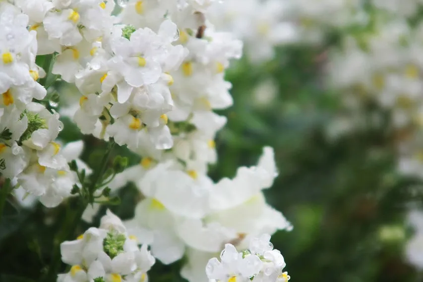 Expert yard maintenance for homes across City of Industry, CA - Royal Maintenance Landscape & Design