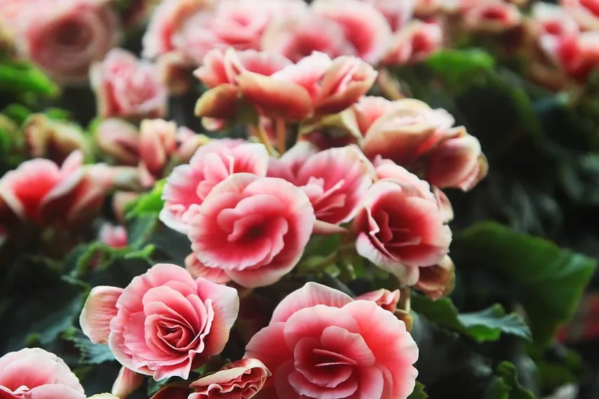 Local landscape installation for beautiful yards across City of Industry, CA - Royal Maintenance Landscape & Design