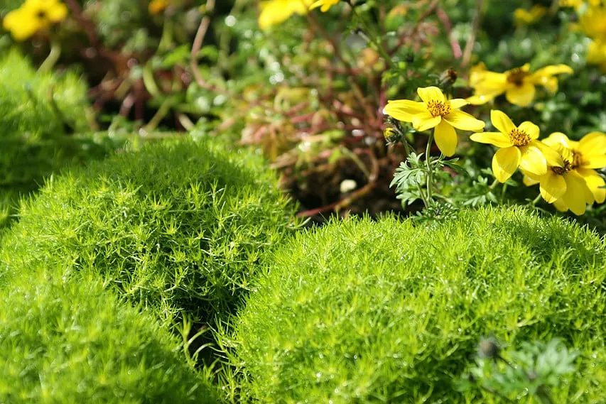 Professional garden landscaping for homes in City of Industry, CA by Royal Maintenance Landscape & Design