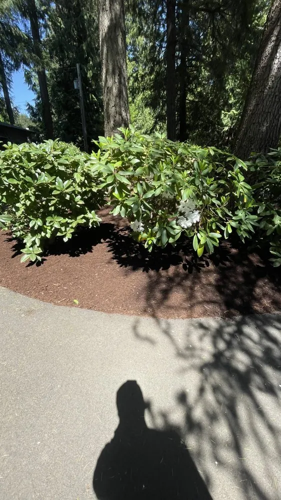 Expert yard cleanup service experts serving Tacoma, WA - Royal Oak Landscape