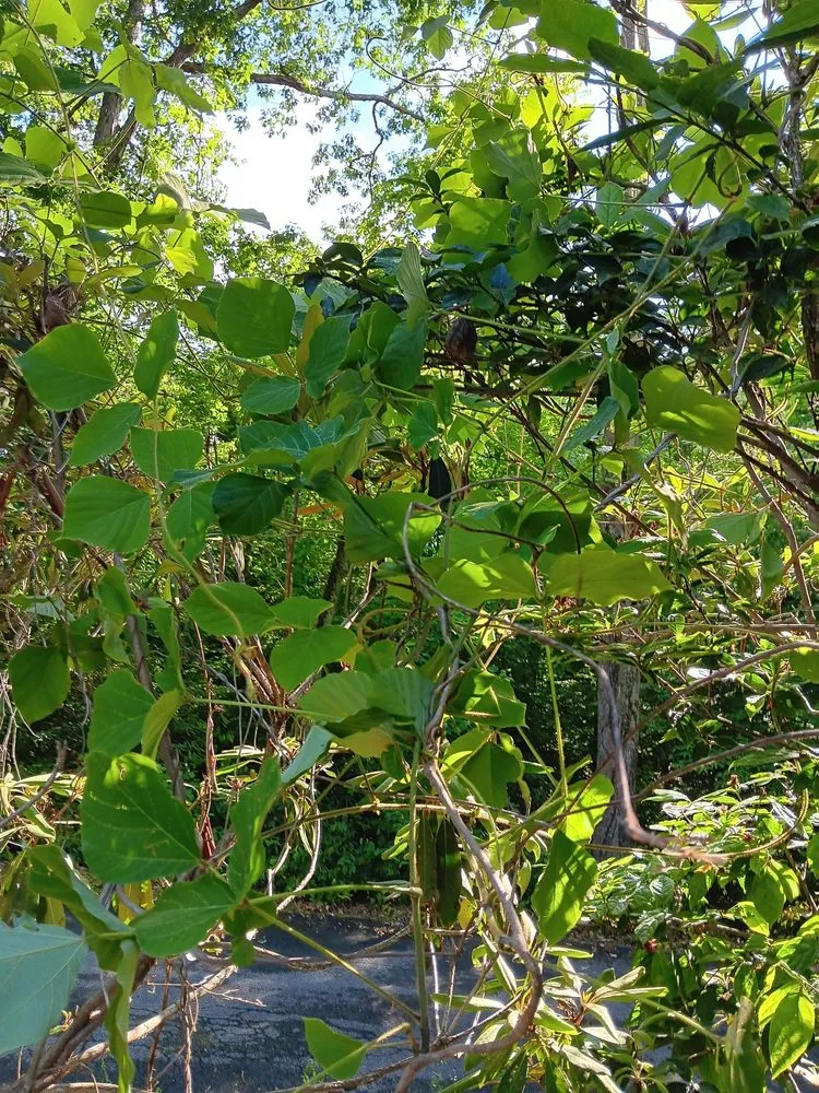 Trusted yard cleanup service in Hendersonville, NC by Royal Park