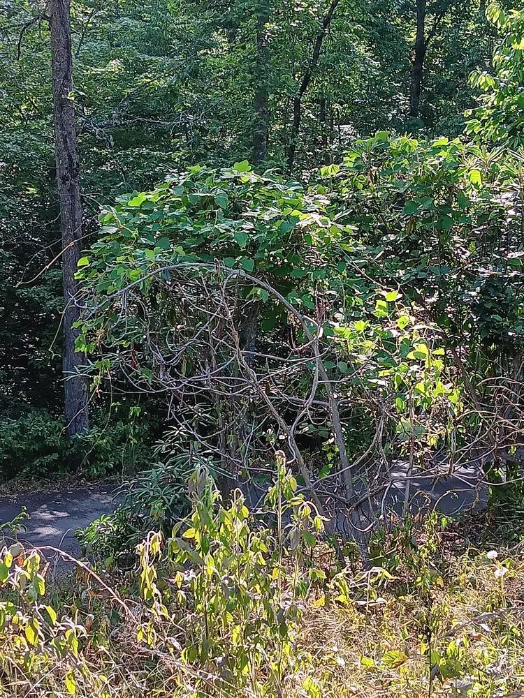 Reliable outdoor landscaping for year-round maintenance across Hendersonville, NC - Royal Park