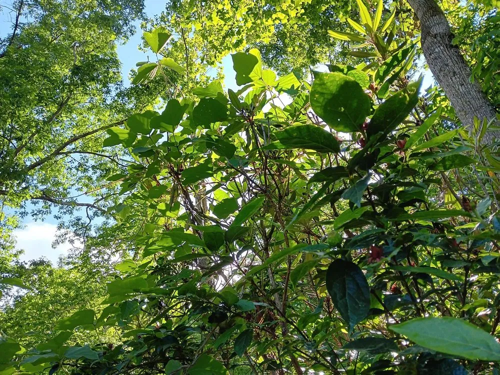 Trusted yard cleanup service in Hendersonville, NC by Royal Park